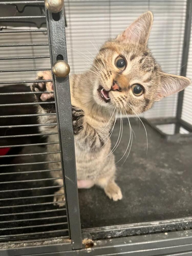 Valentine, Adoptable, Kitten Female Domestic Short Hair.