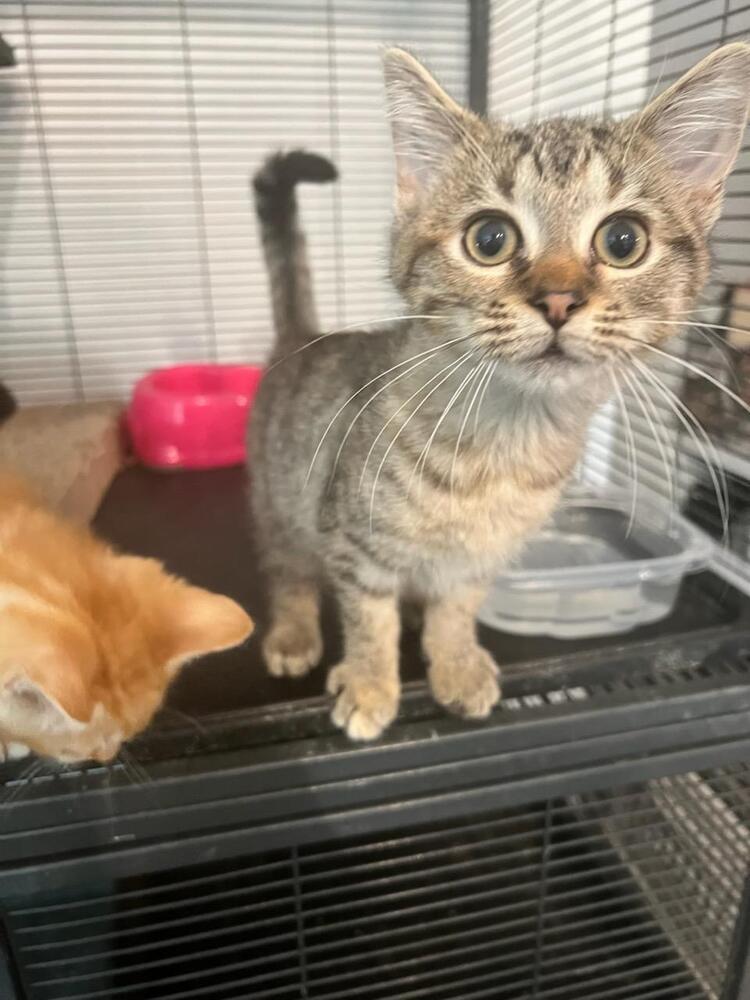 Enlarge Valentine, a Adoptable mixed breed in Mooresville, NC image 2/3