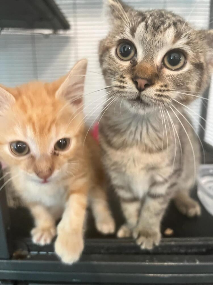 Enlarge Valentine, a Adoptable mixed breed in Mooresville, NC image 3/3