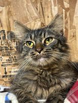 Scruff, Adopted, Young Male Domestic Short Hair.