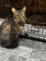 Enlarge Scruff, a Adopted Domestic Short Hair in Danville, IL image 2/2