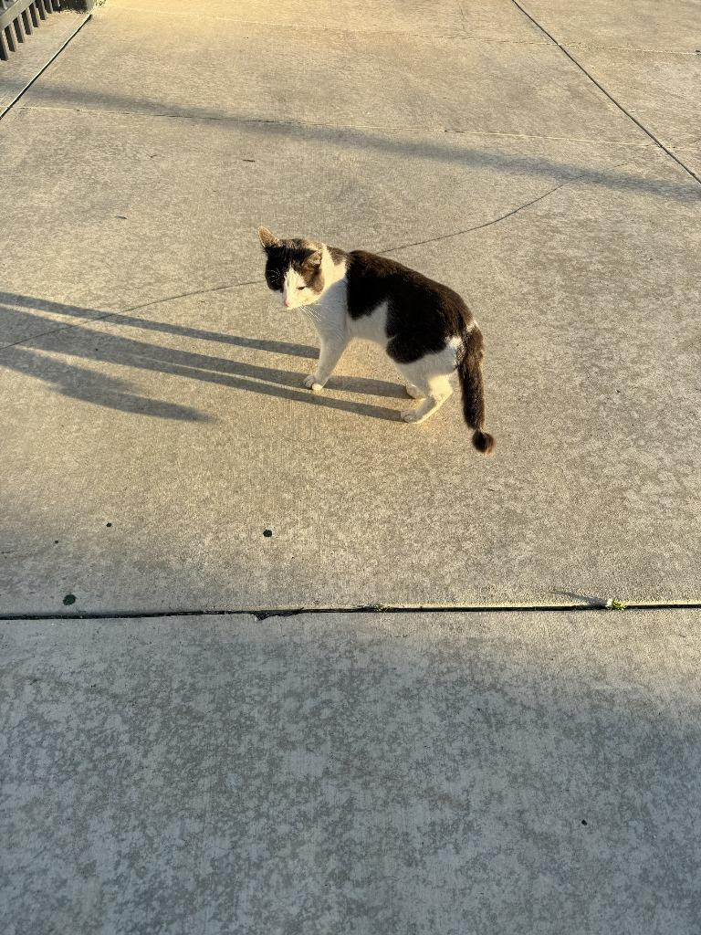 Enlarge Barrington 8, a Adoptable mixed breed in Newman, CA image 1/1