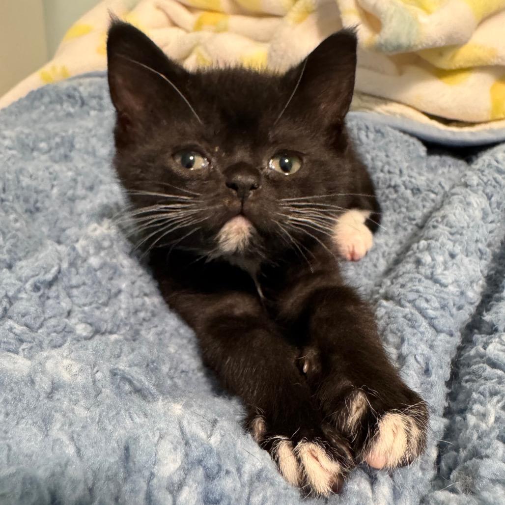 Enlarge Nova, a Adoptable Domestic Short Hair in Puslinch, ON image 1/6