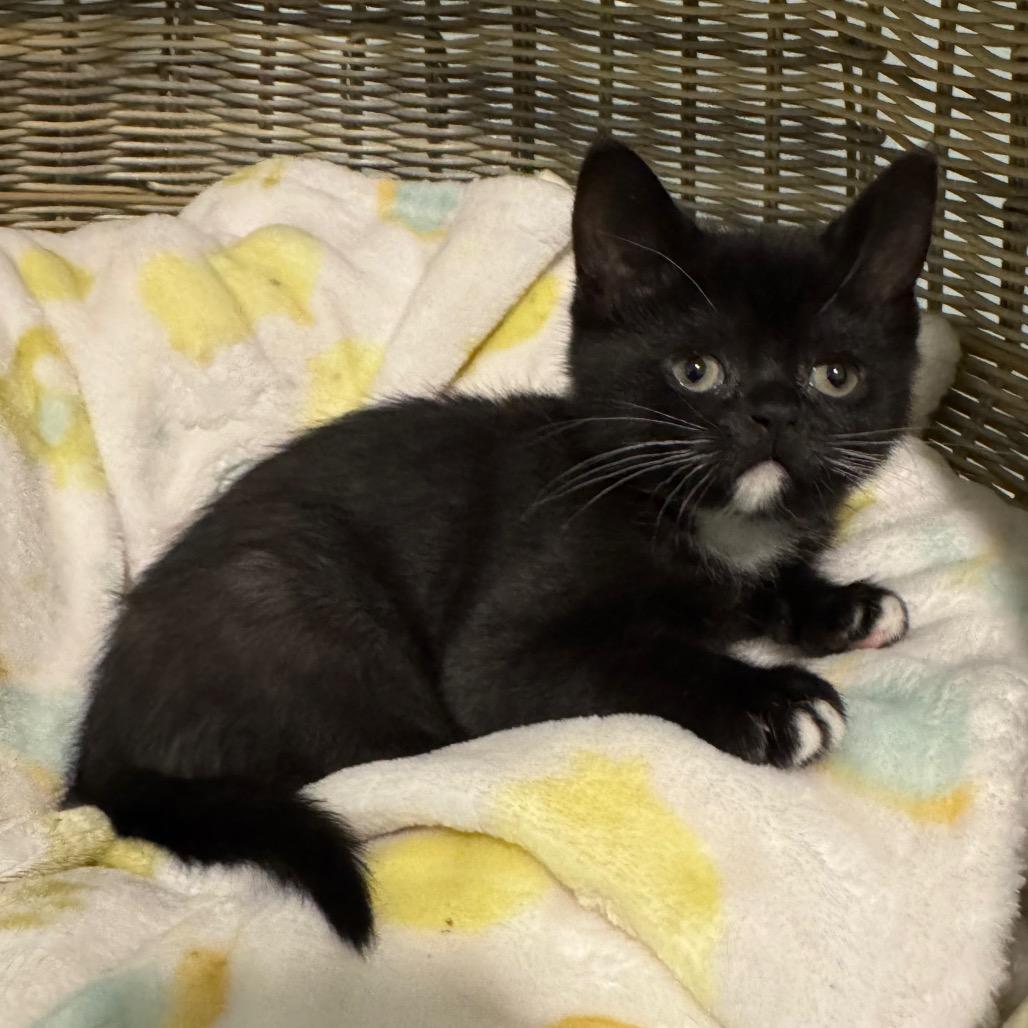 Enlarge Nova, a Adoptable Domestic Short Hair in Puslinch, ON image 2/6