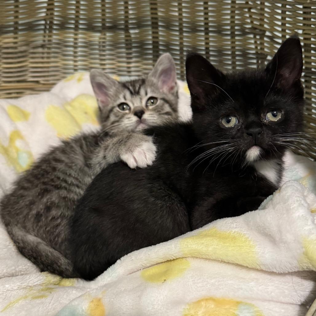 Enlarge Nova, a Adoptable Domestic Short Hair in Puslinch, ON image 4/6