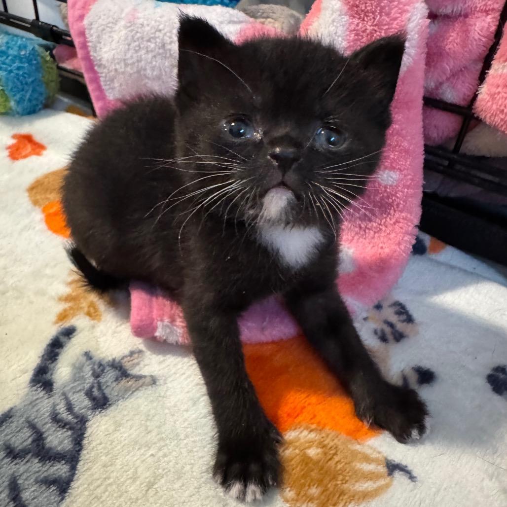 Enlarge Nova, a Adoptable Domestic Short Hair in Puslinch, ON image 5/6