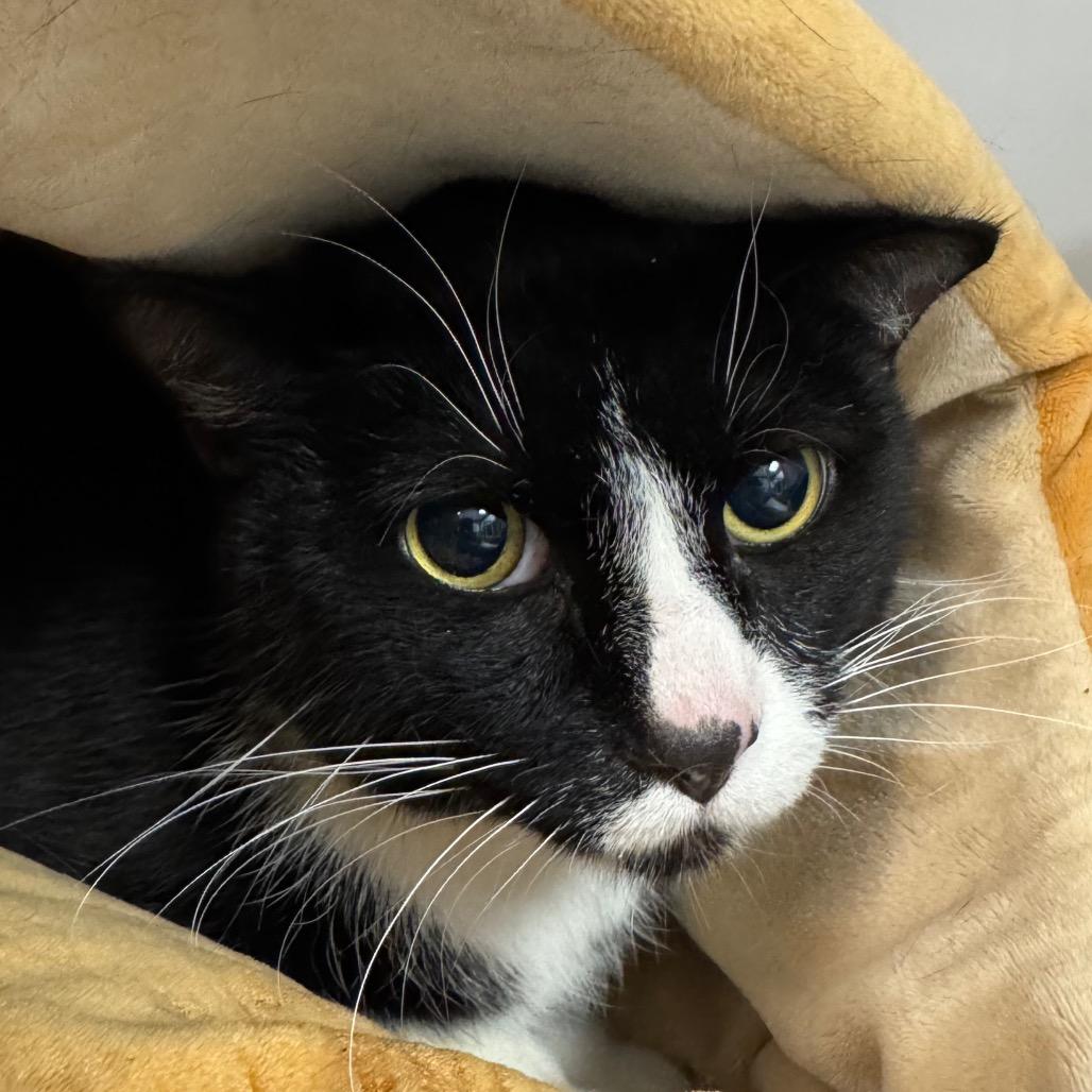 Ollie, Adoptable, Senior Male Domestic Short Hair.