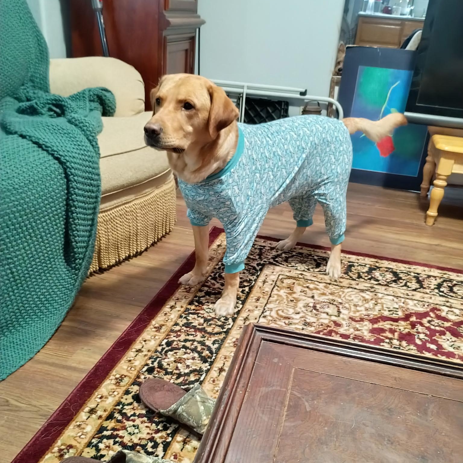 Enlarge Colby, an adopted Yellow Labrador Retriever in Sonora, CA image 1/1