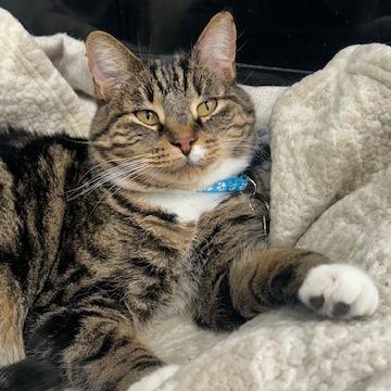 Enlarge Big Guapo, a Adoptable Domestic Short Hair in Buffalo, WY image 1/4