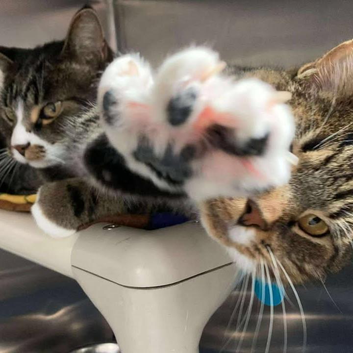 Enlarge Big Guapo, a Adoptable Domestic Short Hair in Buffalo, WY image 2/4