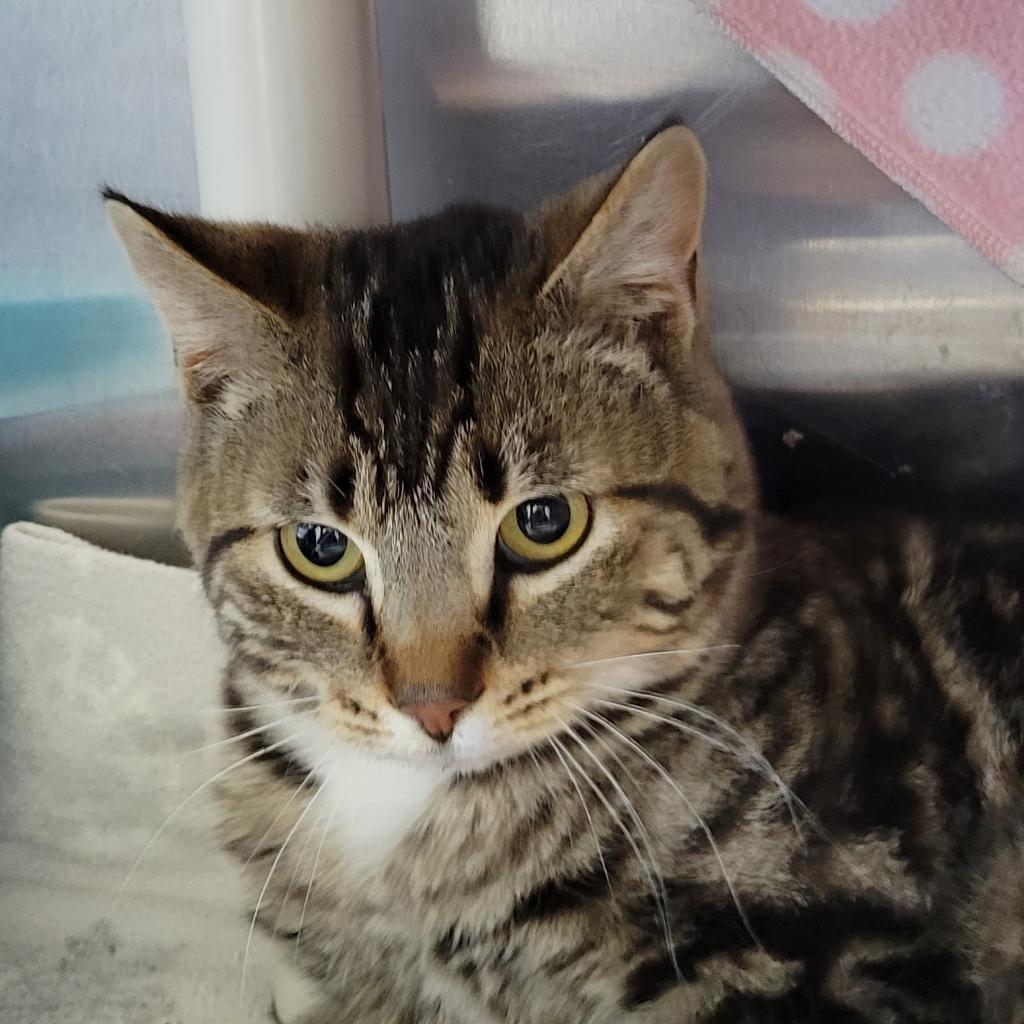 Enlarge Big Guapo, a Adoptable Domestic Short Hair in Buffalo, WY image 3/4