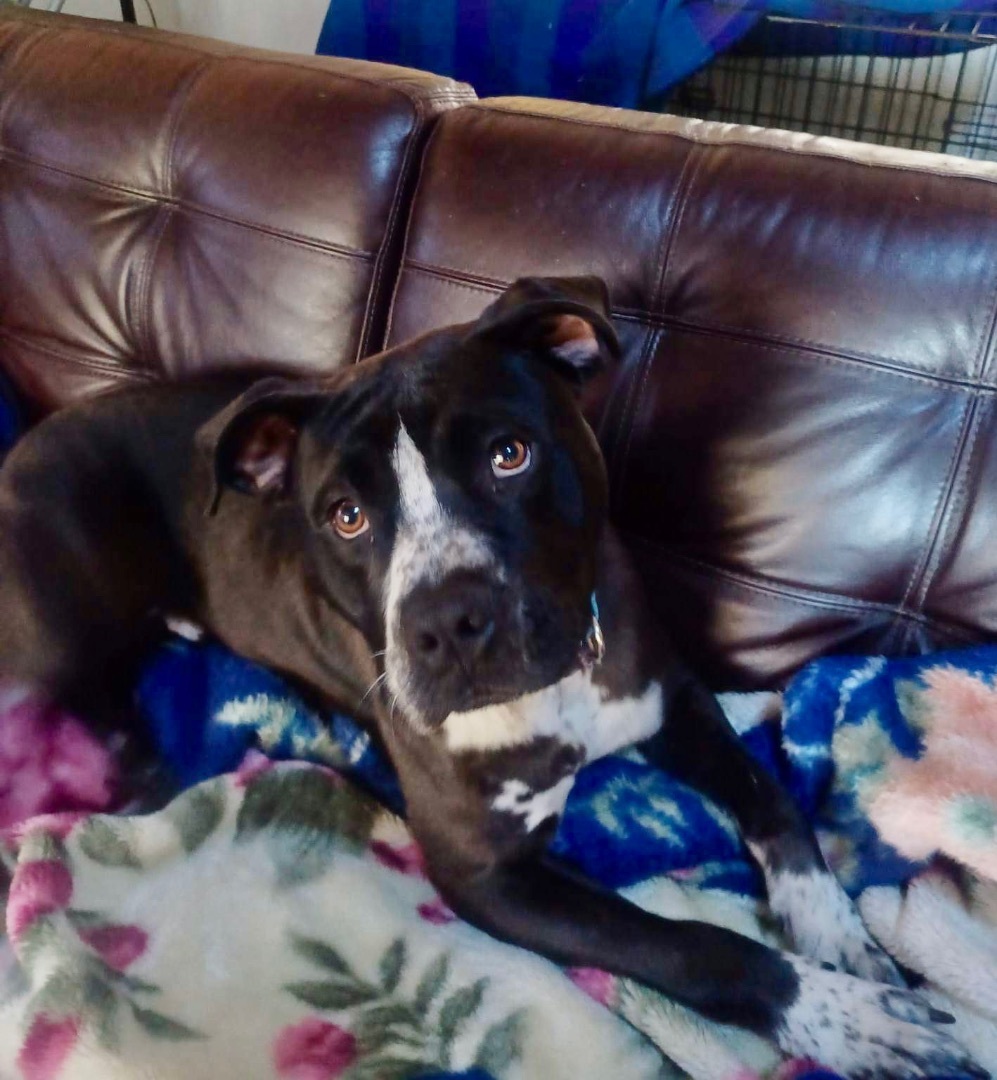 Axle , Adopted, Adult Male American Staffordshire Terrier & Border Collie.