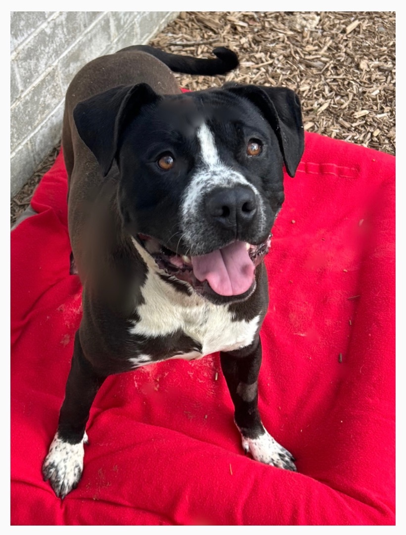 Axle , a Adopted mixed breed in Tacoma , WA image 3/10