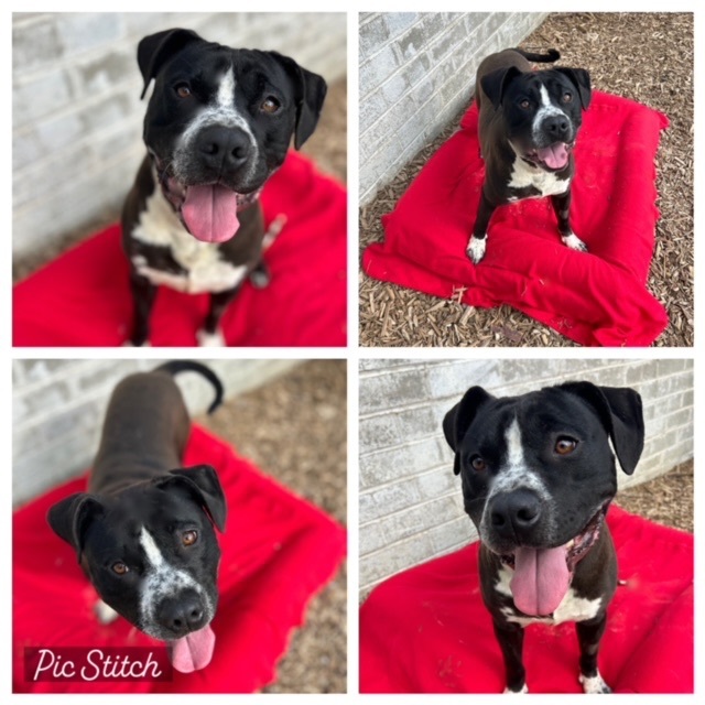 Axle , a Adopted mixed breed in Tacoma , WA image 4/10