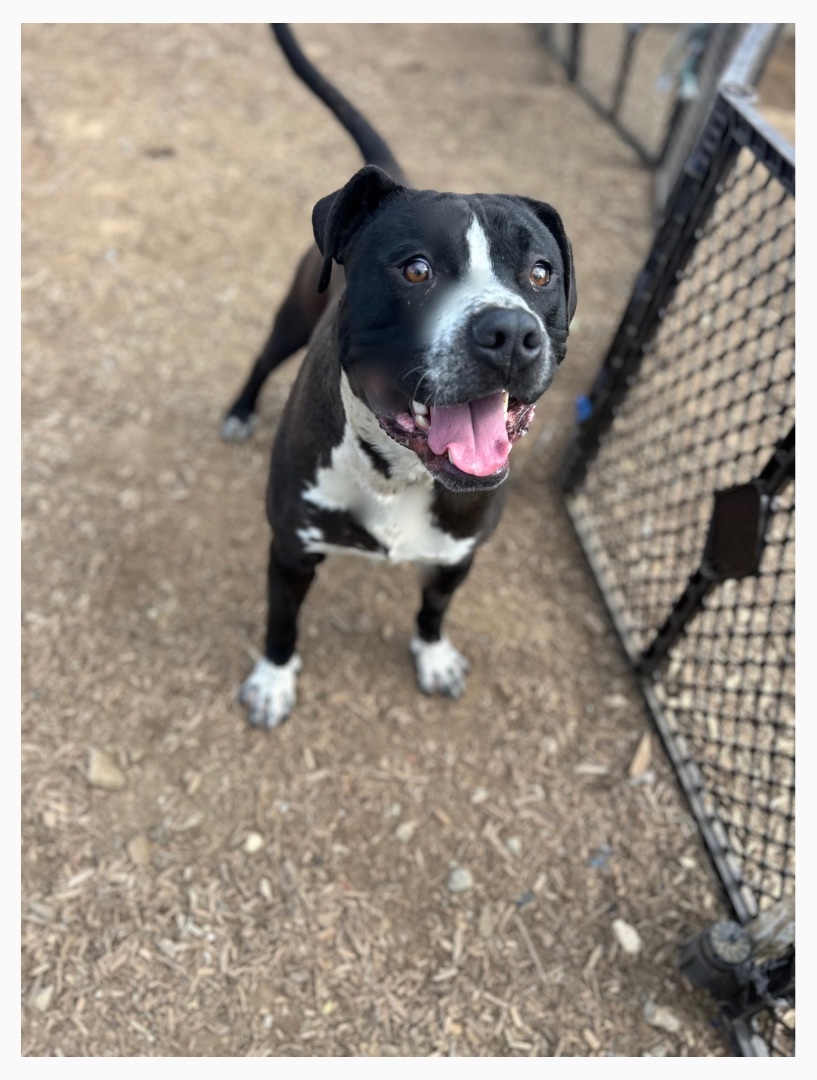 Axle , a Adopted mixed breed in Tacoma , WA image 5/10