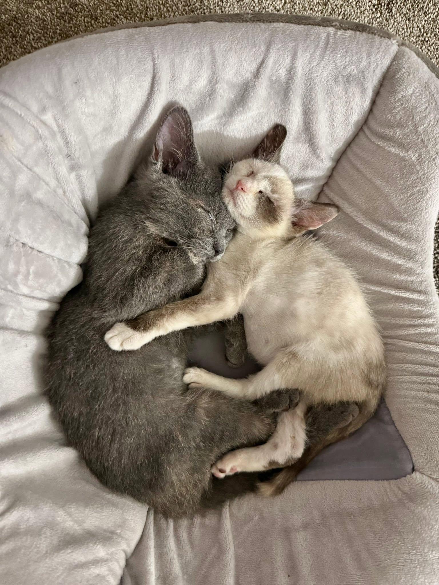 Sailor, a Adoptable Domestic Short Hair in Manchester, MD image 1/3