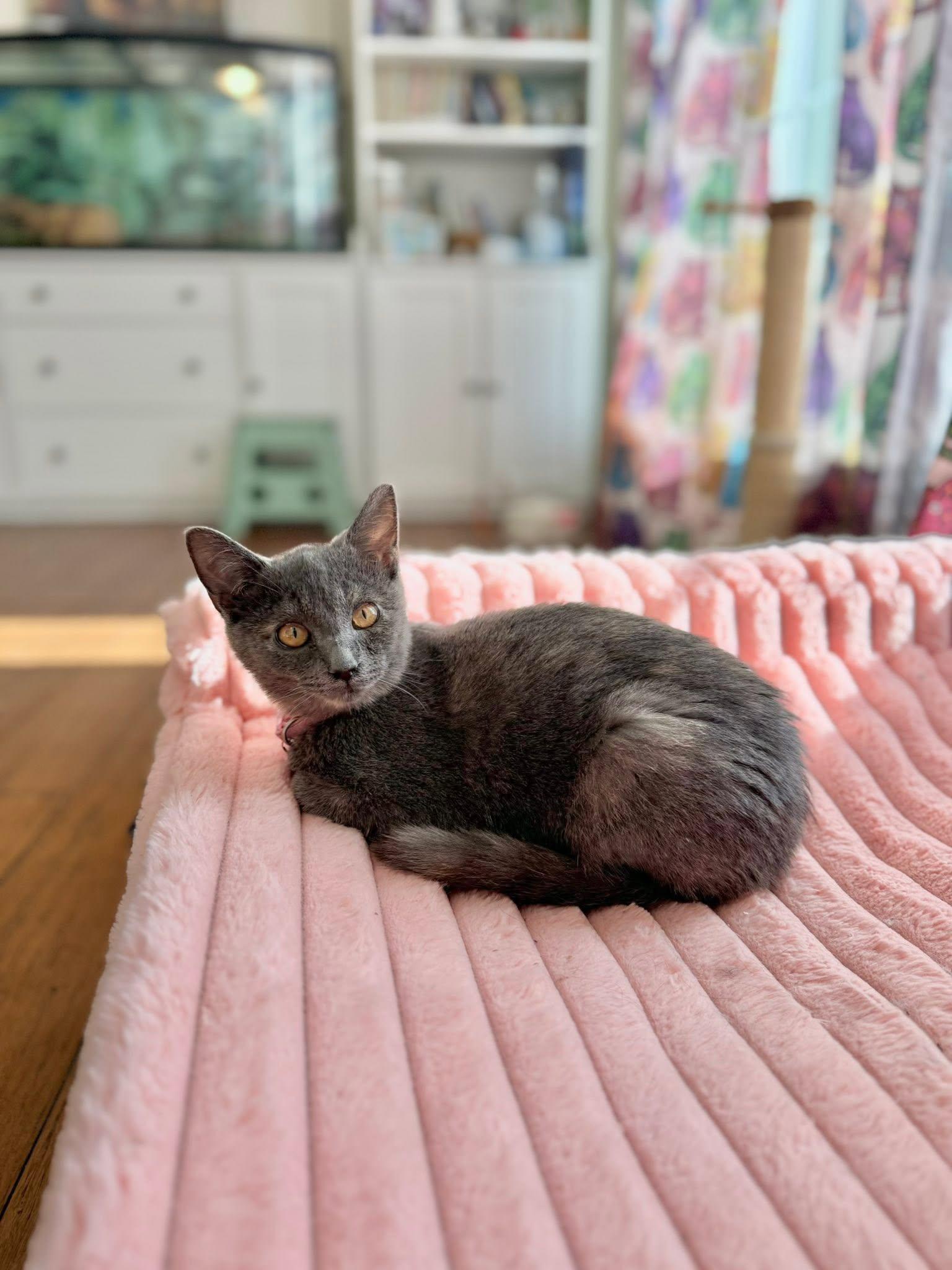 Sailor, a Adoptable Domestic Short Hair in Manchester, MD image 2/3