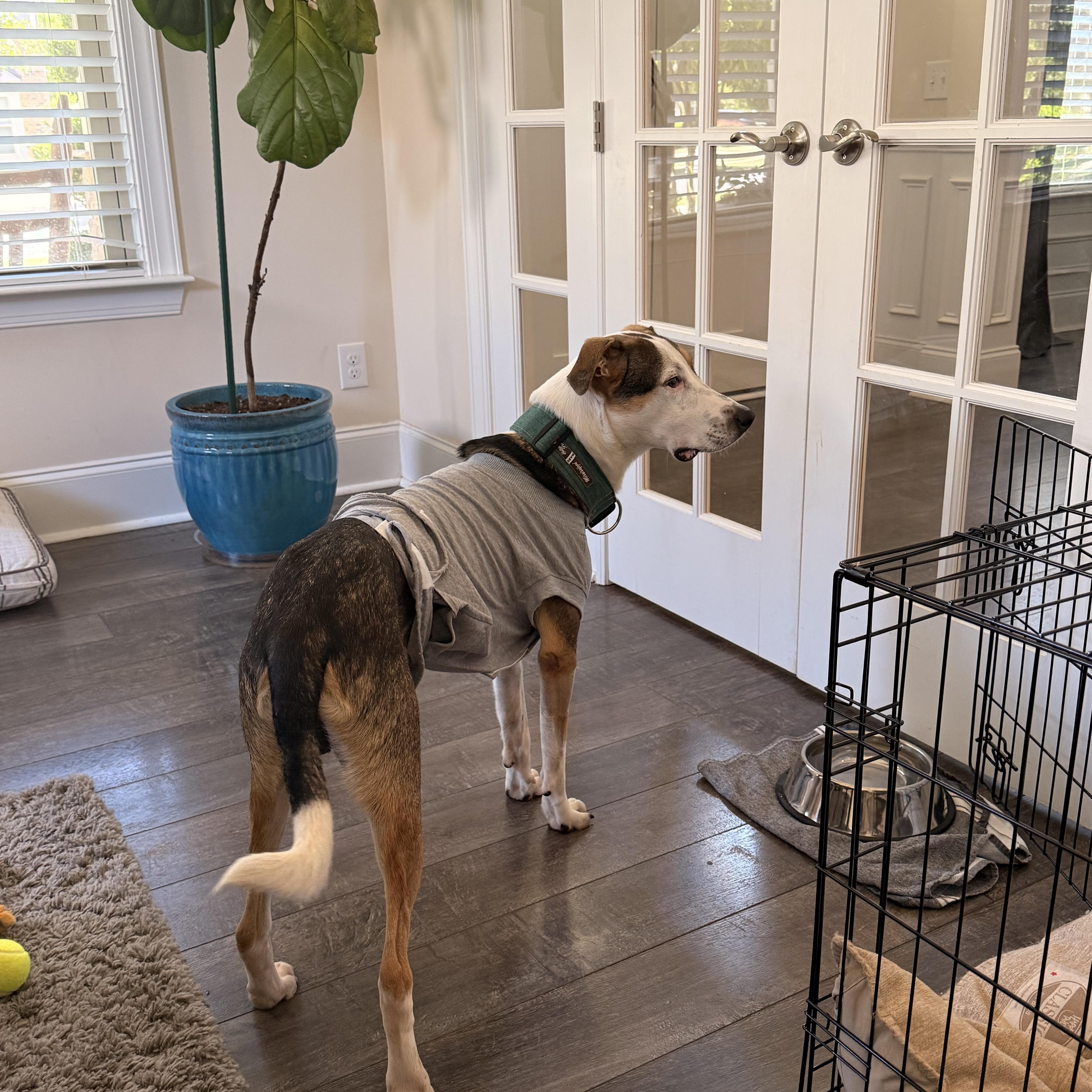 Enlarge Alpine, a Adoptable mixed breed in Charlotte, NC image 4/6