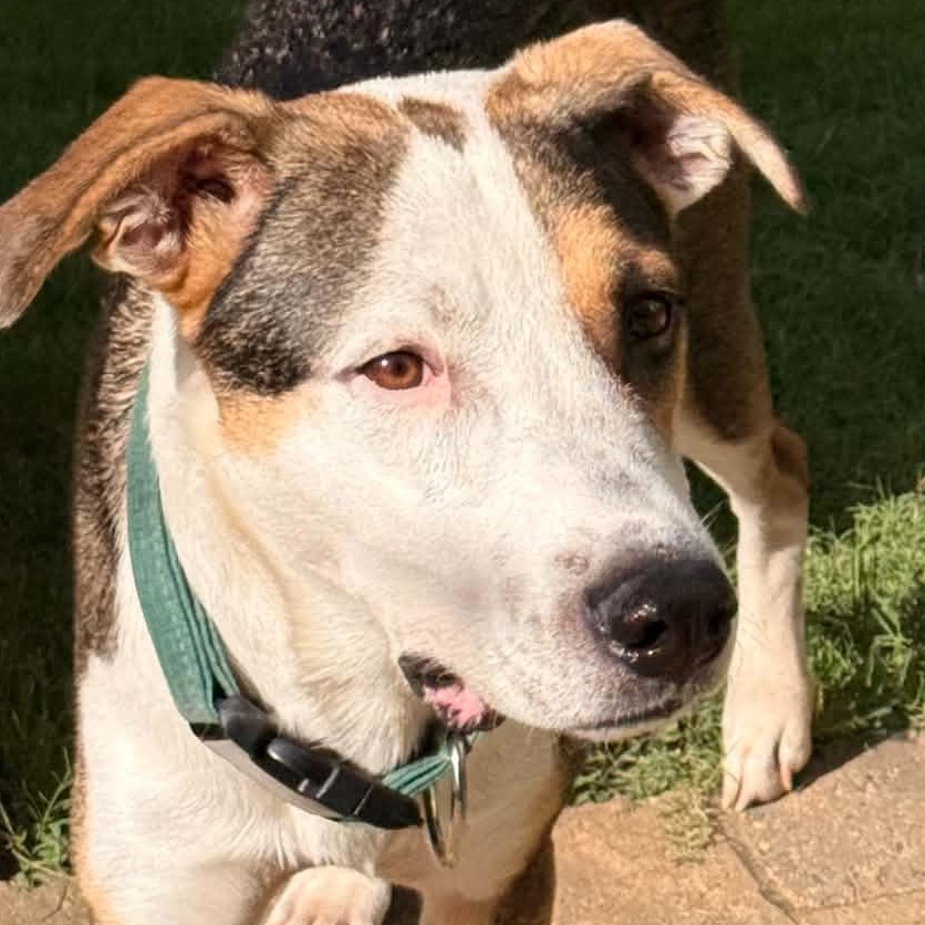Enlarge Alpine, a Adoptable mixed breed in Charlotte, NC image 2/6