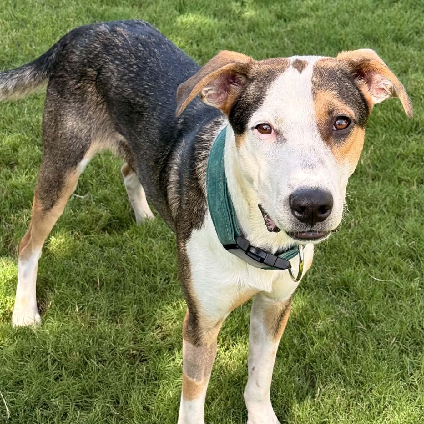 Alpine, Adoptable, Young Male Labrador Retriever & Collie.