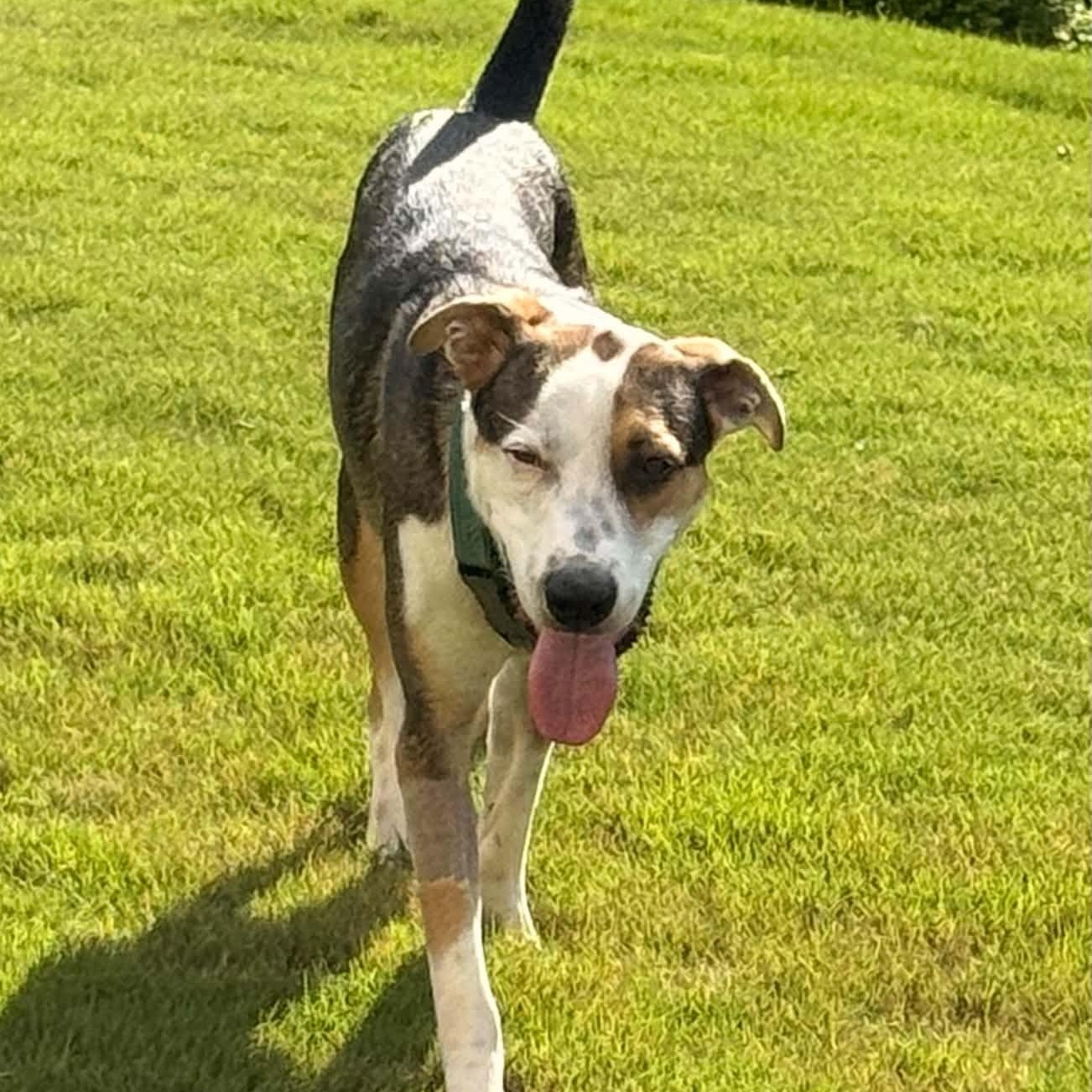 Enlarge Alpine, a Adoptable mixed breed in Charlotte, NC image 3/6