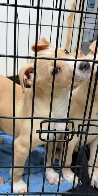 Enlarge Hazel, a ADOPTABLE mixed breed in Bristol, VT image 2/2