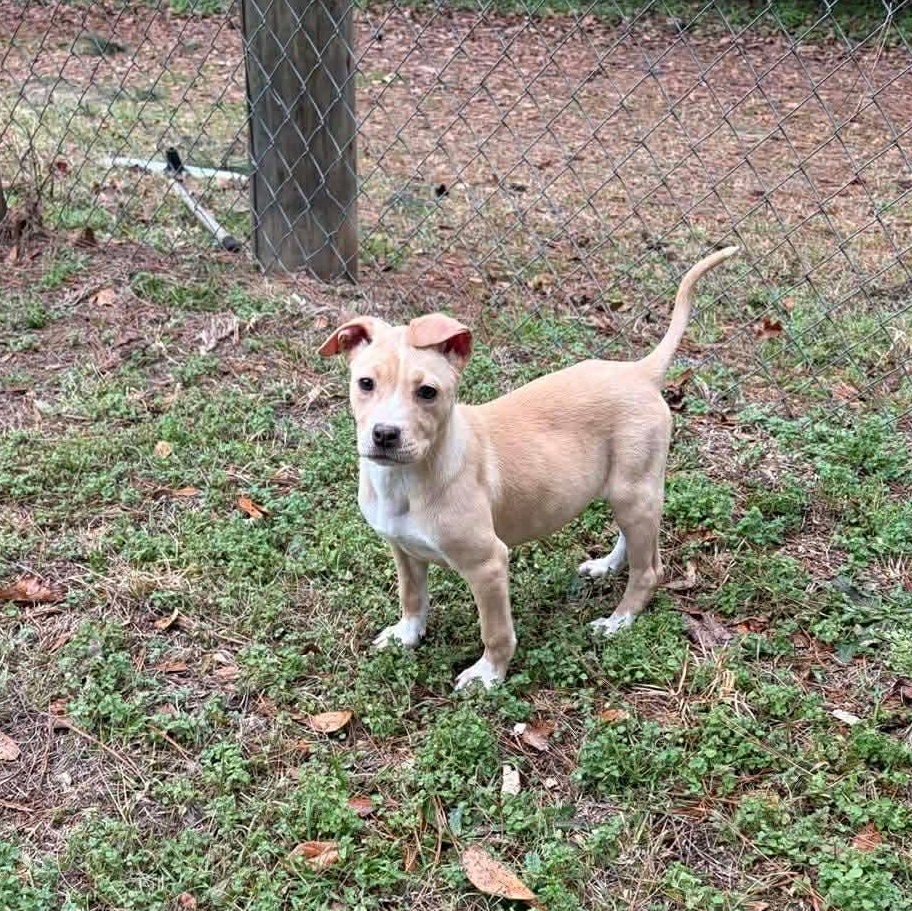 Hazel, ADOPTABLE, Puppy Female Pit Bull Terrier & Labrador Retriever.