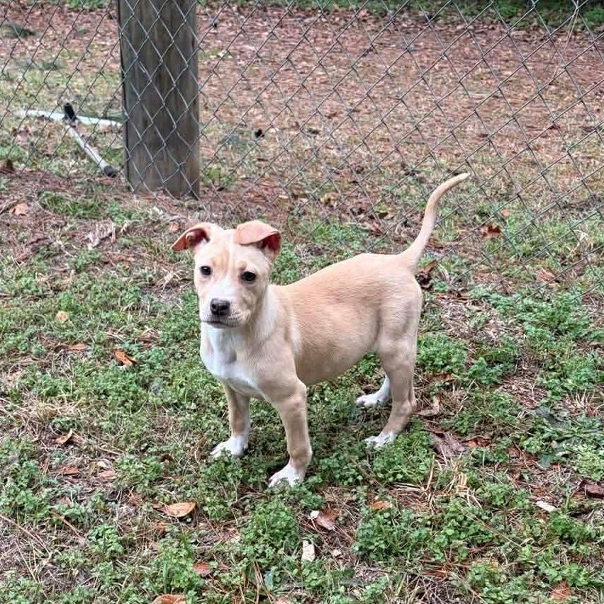 Enlarge Hazel, a ADOPTABLE mixed breed in Bristol, VT image 1/2