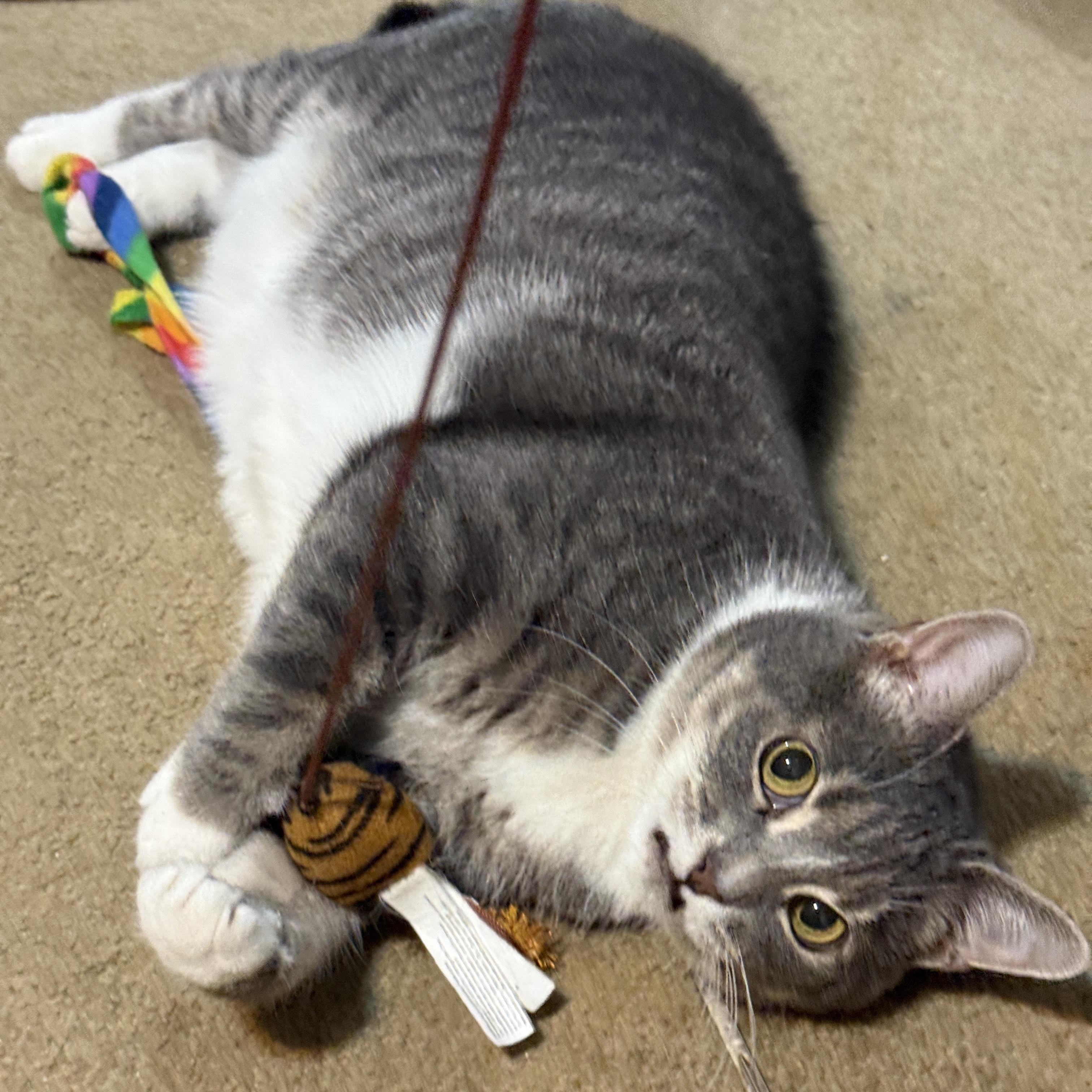 Enlarge Blair, a Adoptable Domestic Short Hair in Alexandria, VA image 4/6