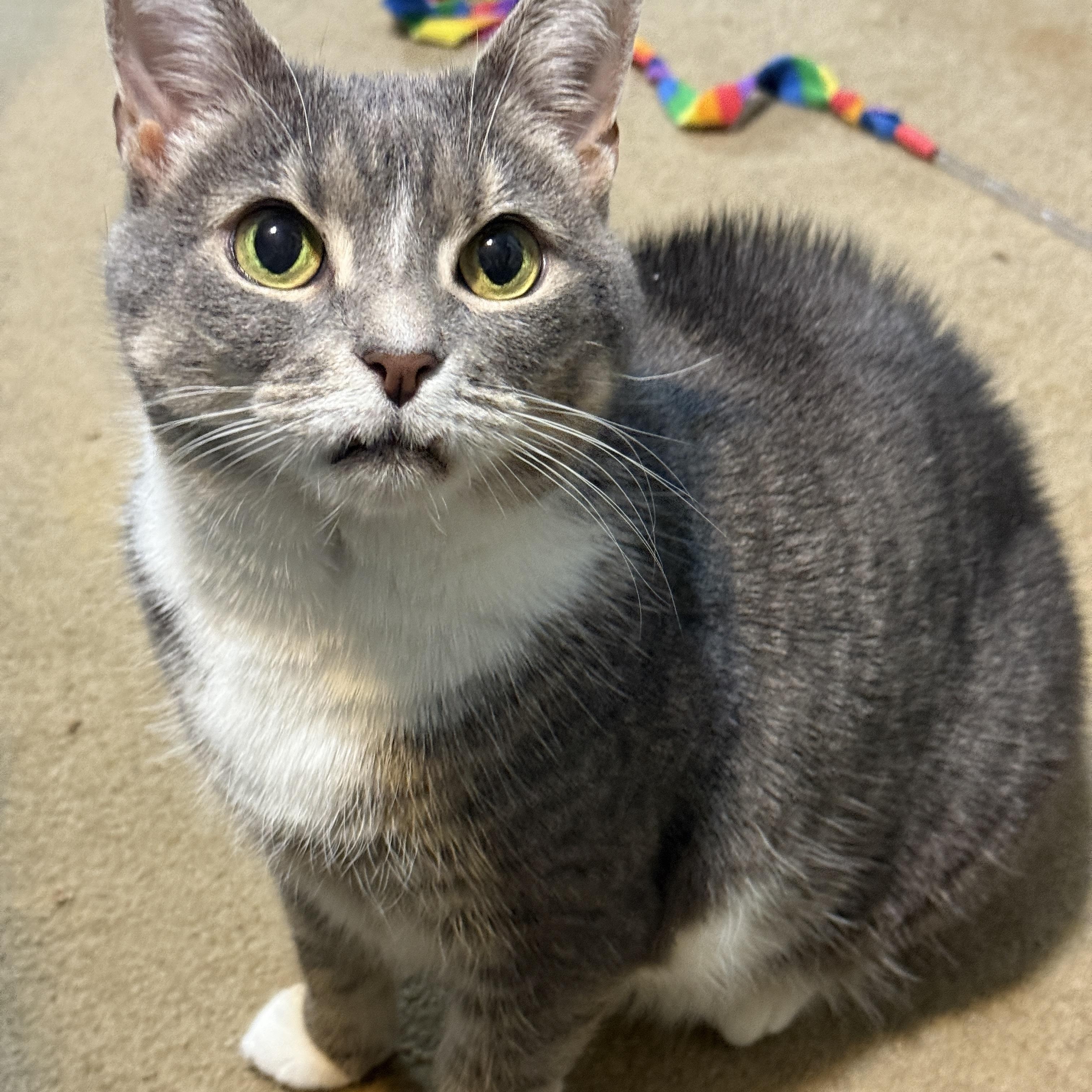 Enlarge Blair, a Adoptable Domestic Short Hair in Alexandria, VA image 3/6