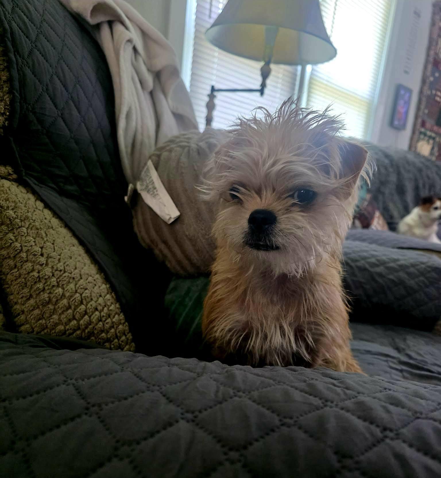 Skye, adopted, Young Female Chihuahua.