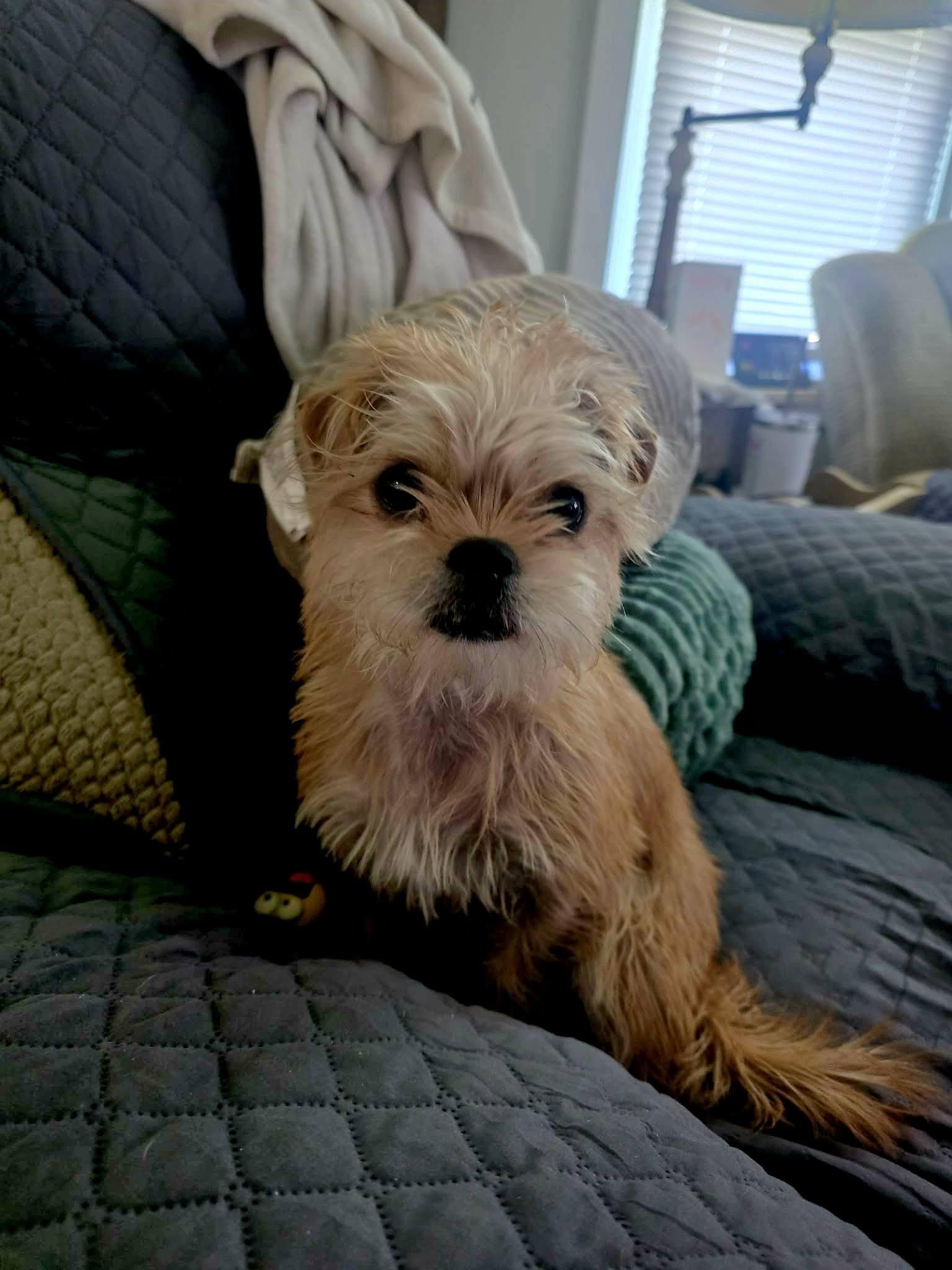 Skye, an adopted mixed breed in Broken Arrow, OK image 4/5