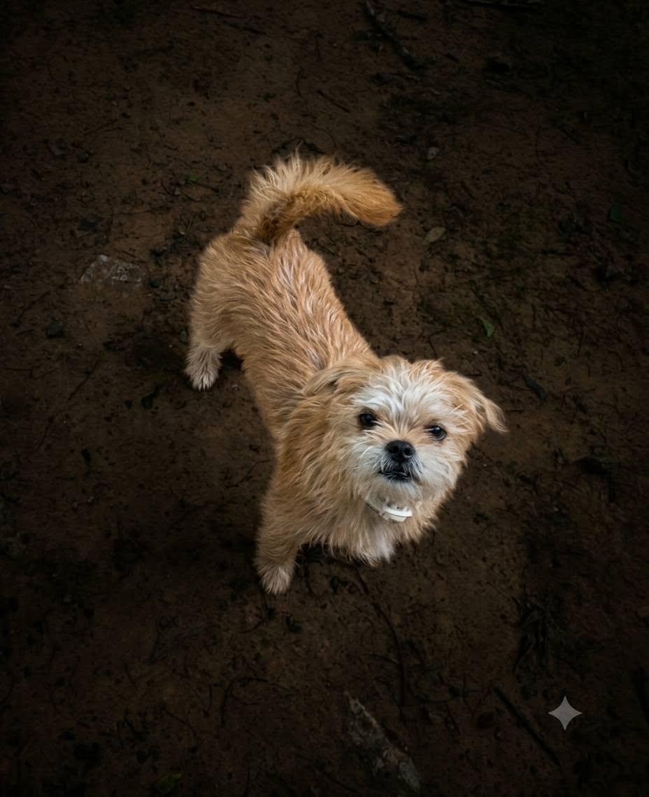 Skye, an adopted mixed breed in Broken Arrow, OK image 3/5