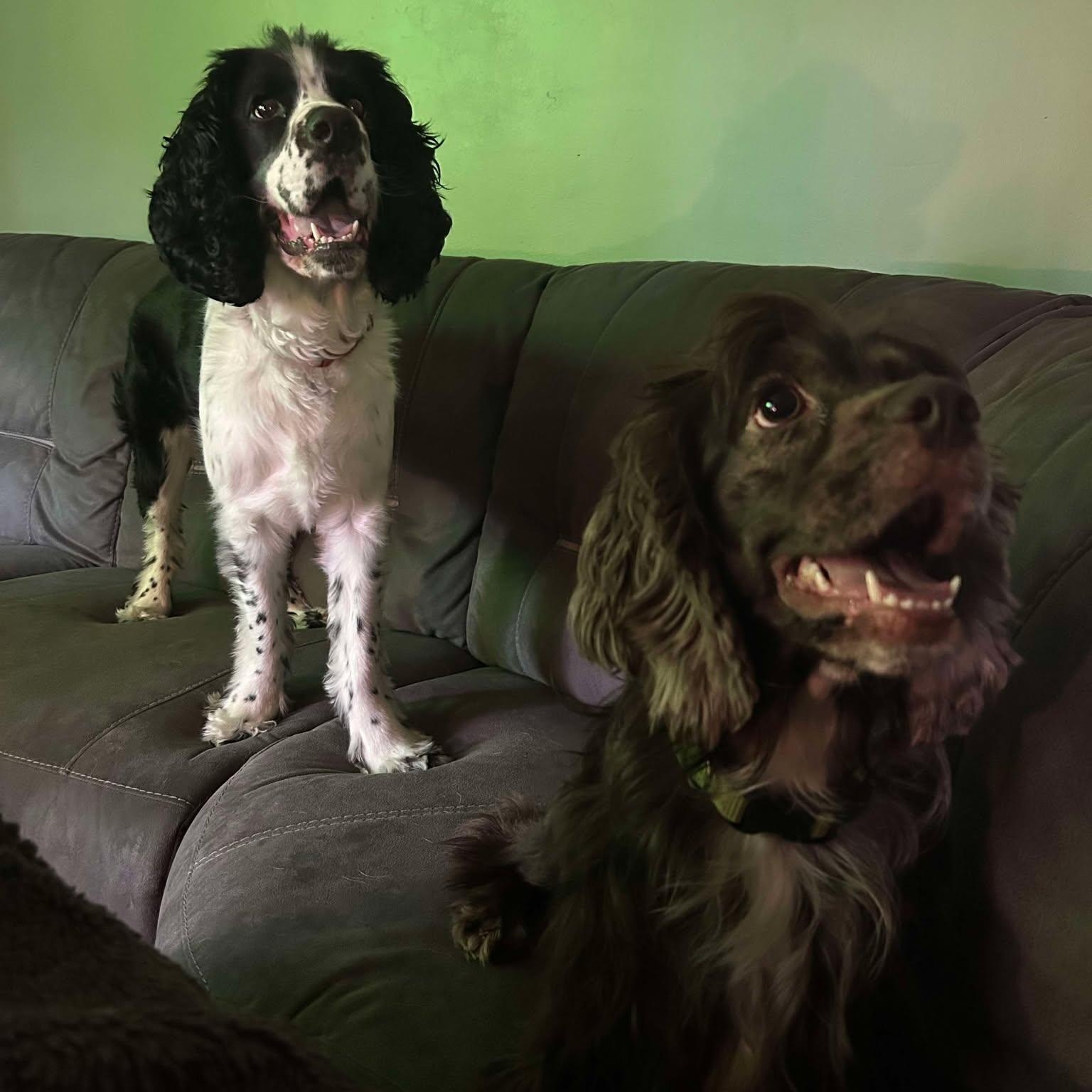 Enlarge Mina: Female Cocker Spaniel 1.5yrs, a Adoptable Cocker Spaniel in ST JACOBS, ON image 4/6