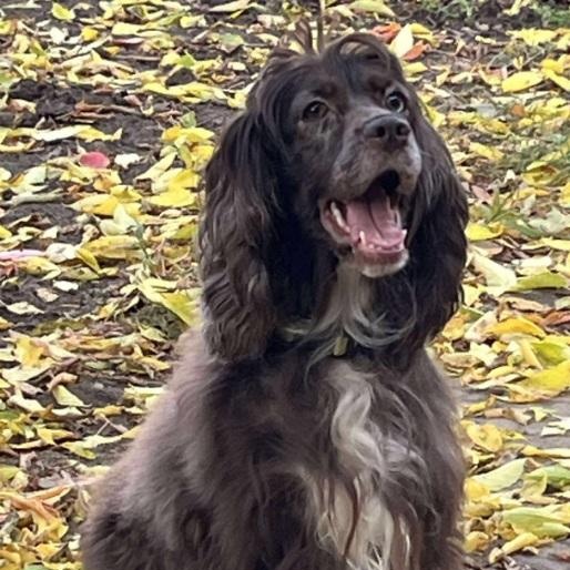 Mina: Female Cocker Spaniel 1.5yrs, Adoptable, Adult Female Cocker Spaniel.