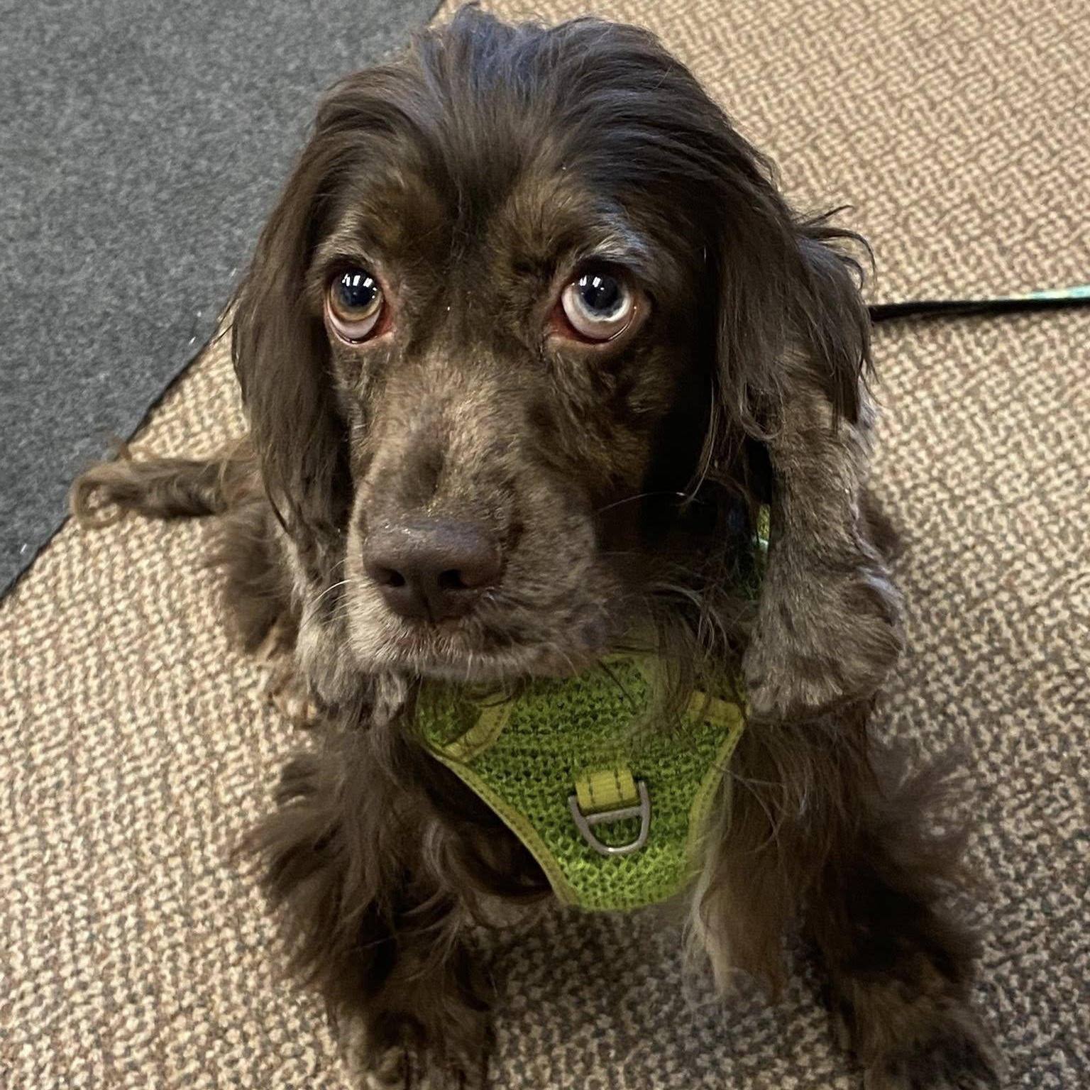 Enlarge Mina: Female Cocker Spaniel 1.5yrs, a Adoptable Cocker Spaniel in ST JACOBS, ON image 5/6