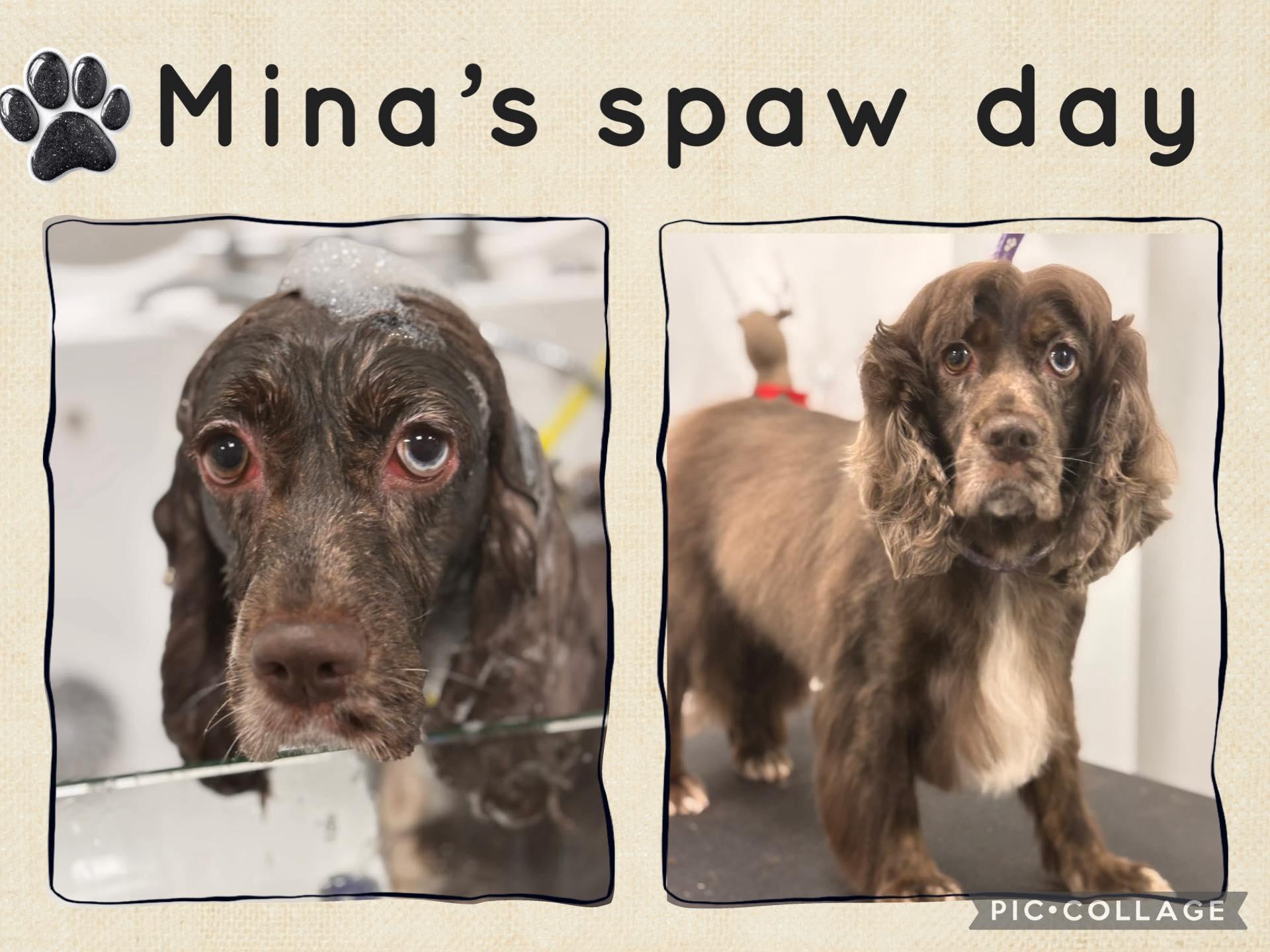 Enlarge Mina: Female Cocker Spaniel 1.5yrs, a Adoptable Cocker Spaniel in ST JACOBS, ON image 6/6