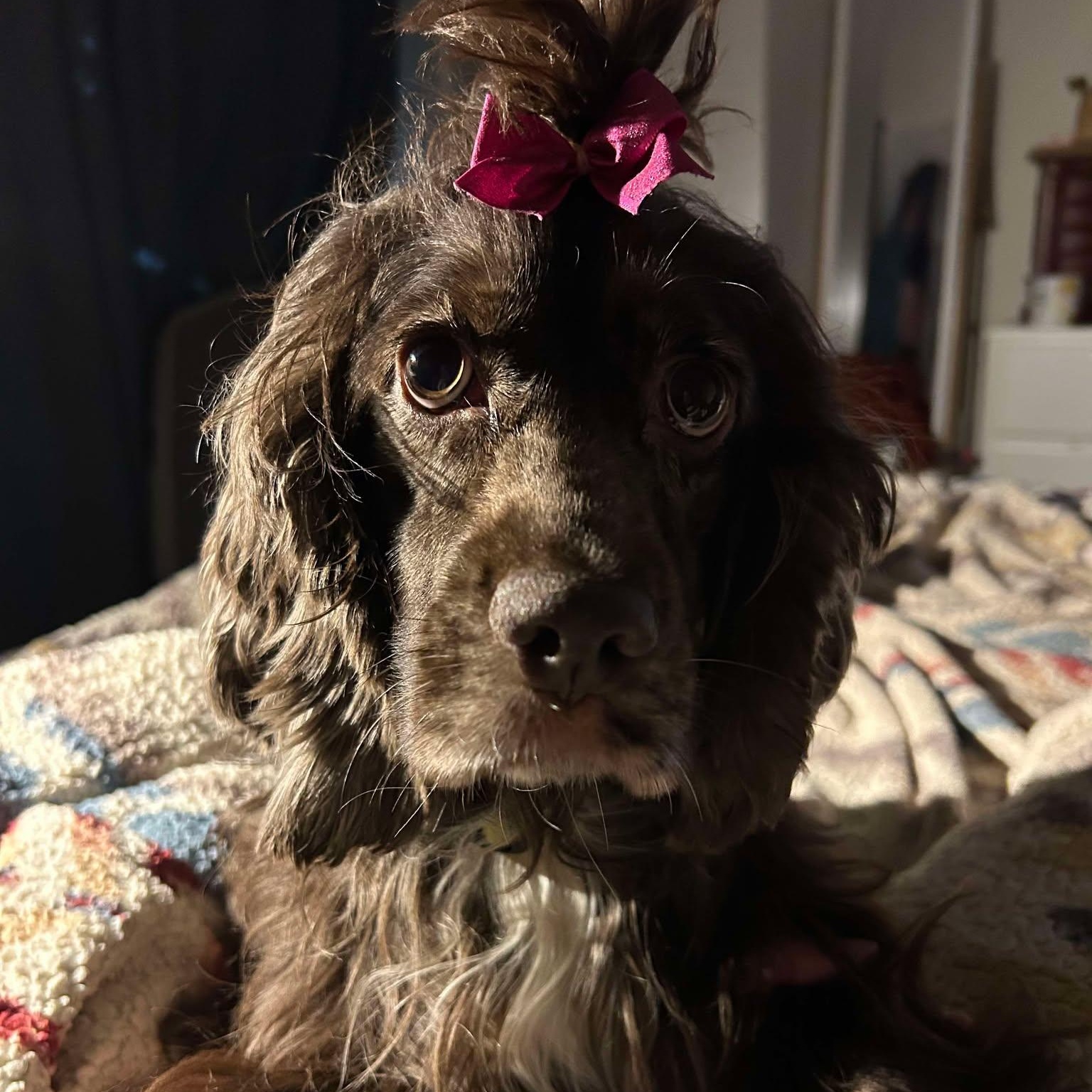 Mina: Female Cocker Spaniel 1.5yrs