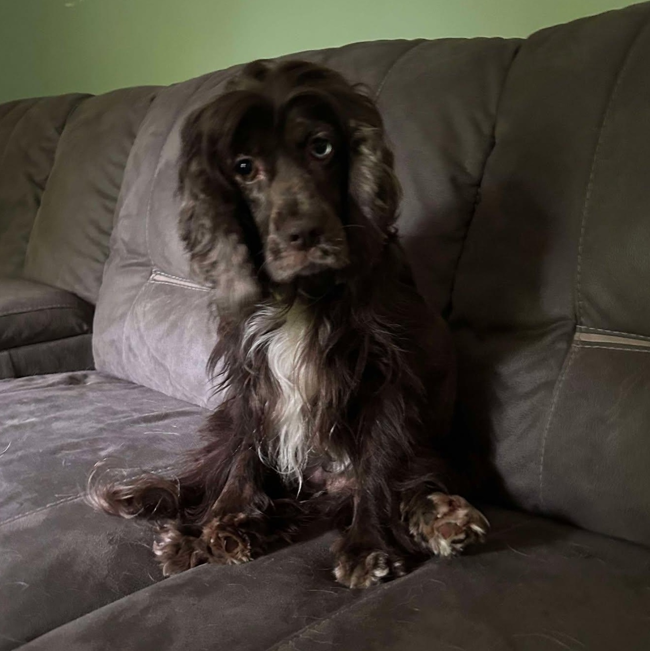 Enlarge Mina: Female Cocker Spaniel 1.5yrs, a Adoptable Cocker Spaniel in ST JACOBS, ON image 3/6