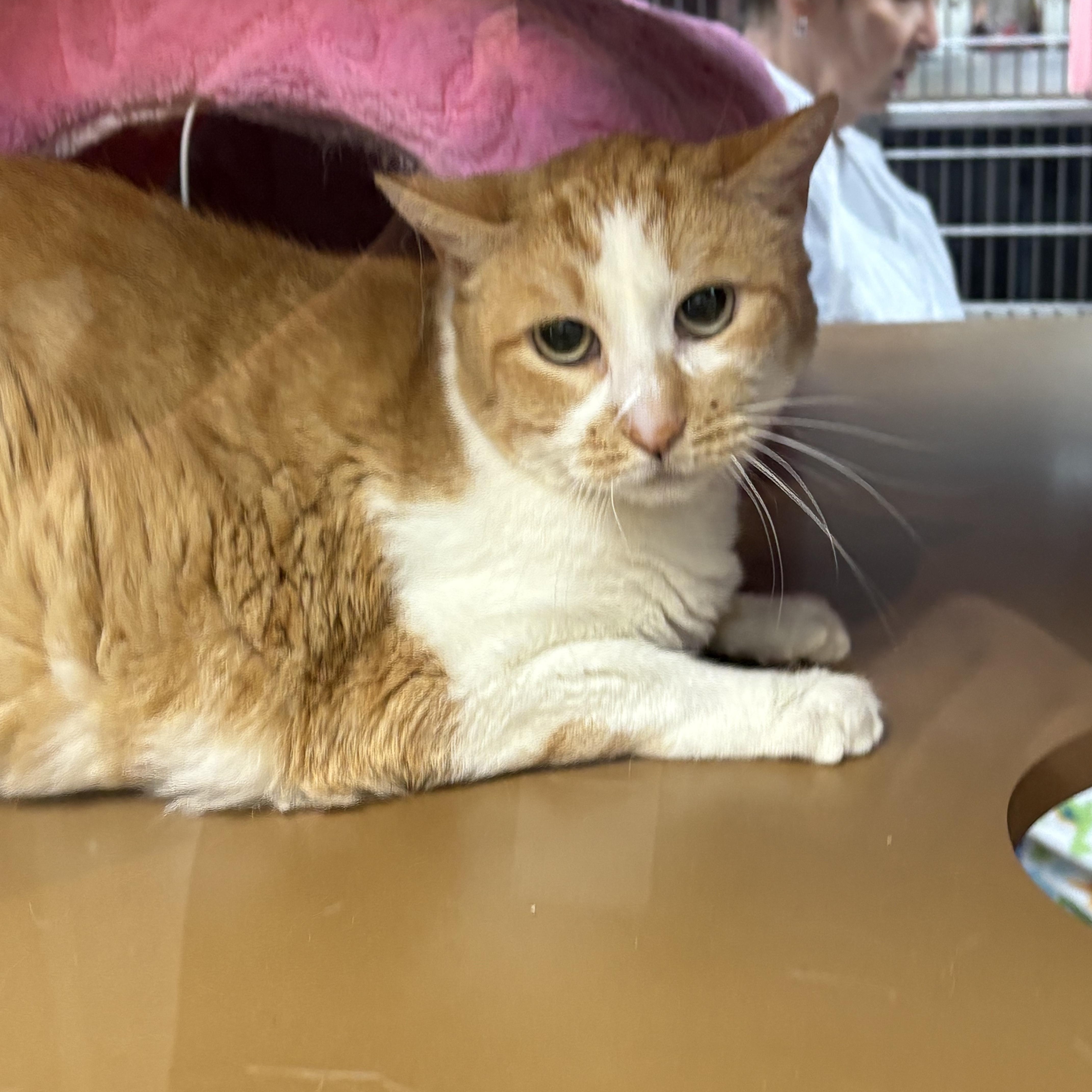Daisy, Senior Female unknown