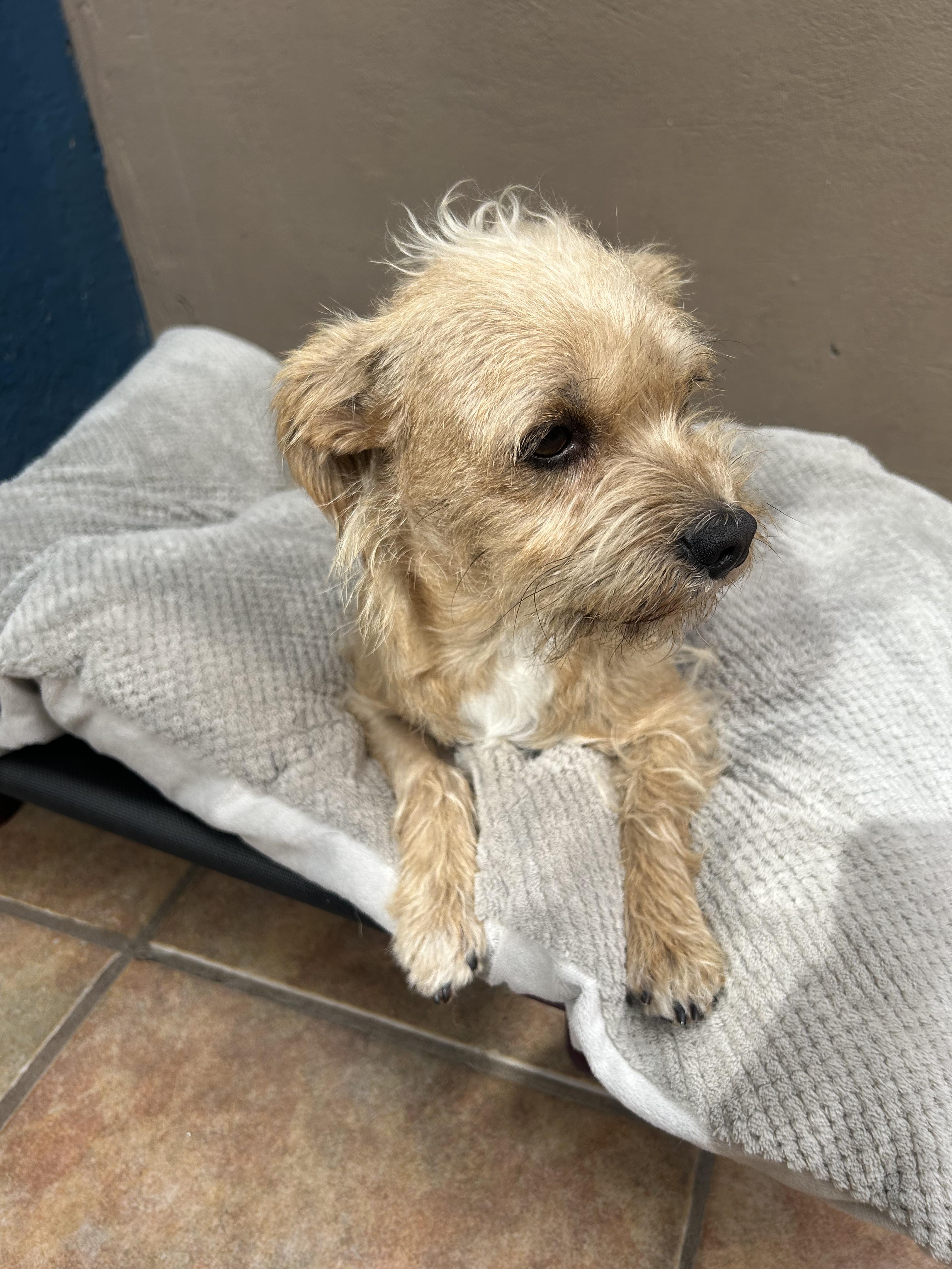 Renata, an adopted mixed breed in San Ysidro, CA image 2/4