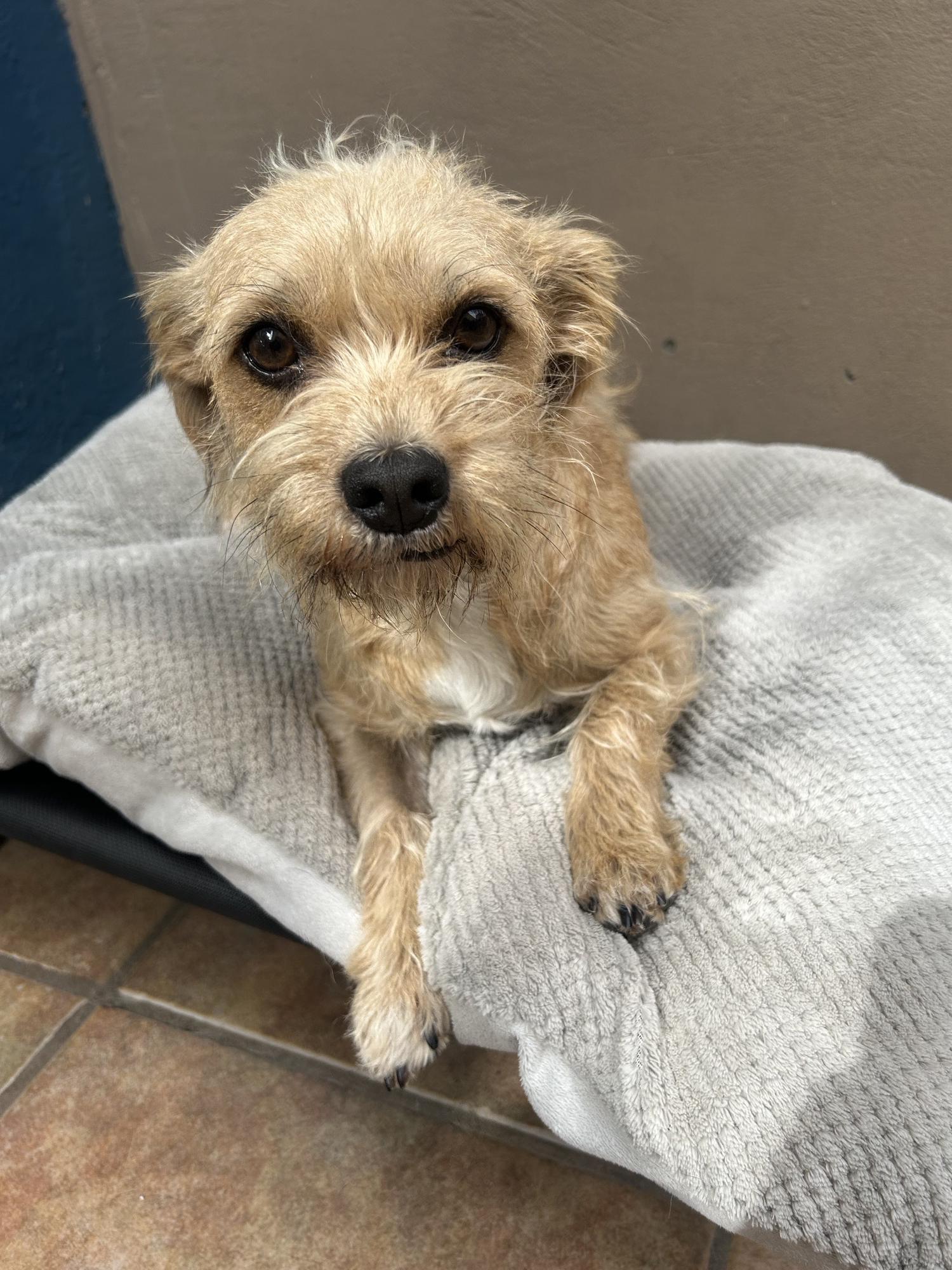 Renata, adopted, Adult Female Terrier.