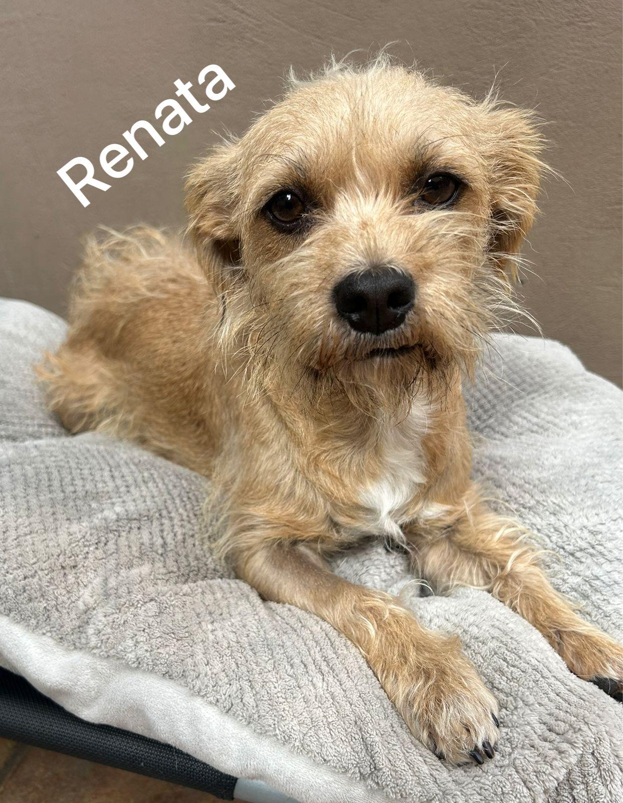 Renata, an adopted mixed breed in San Ysidro, CA image 3/4