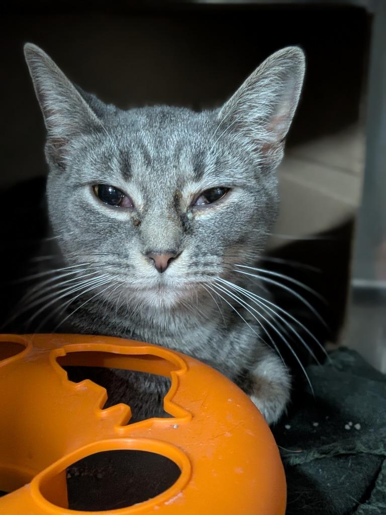 BELLE — thumbnail 2