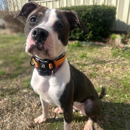 Ying, ADOPTABLE, Adult Female Pit Bull Terrier.