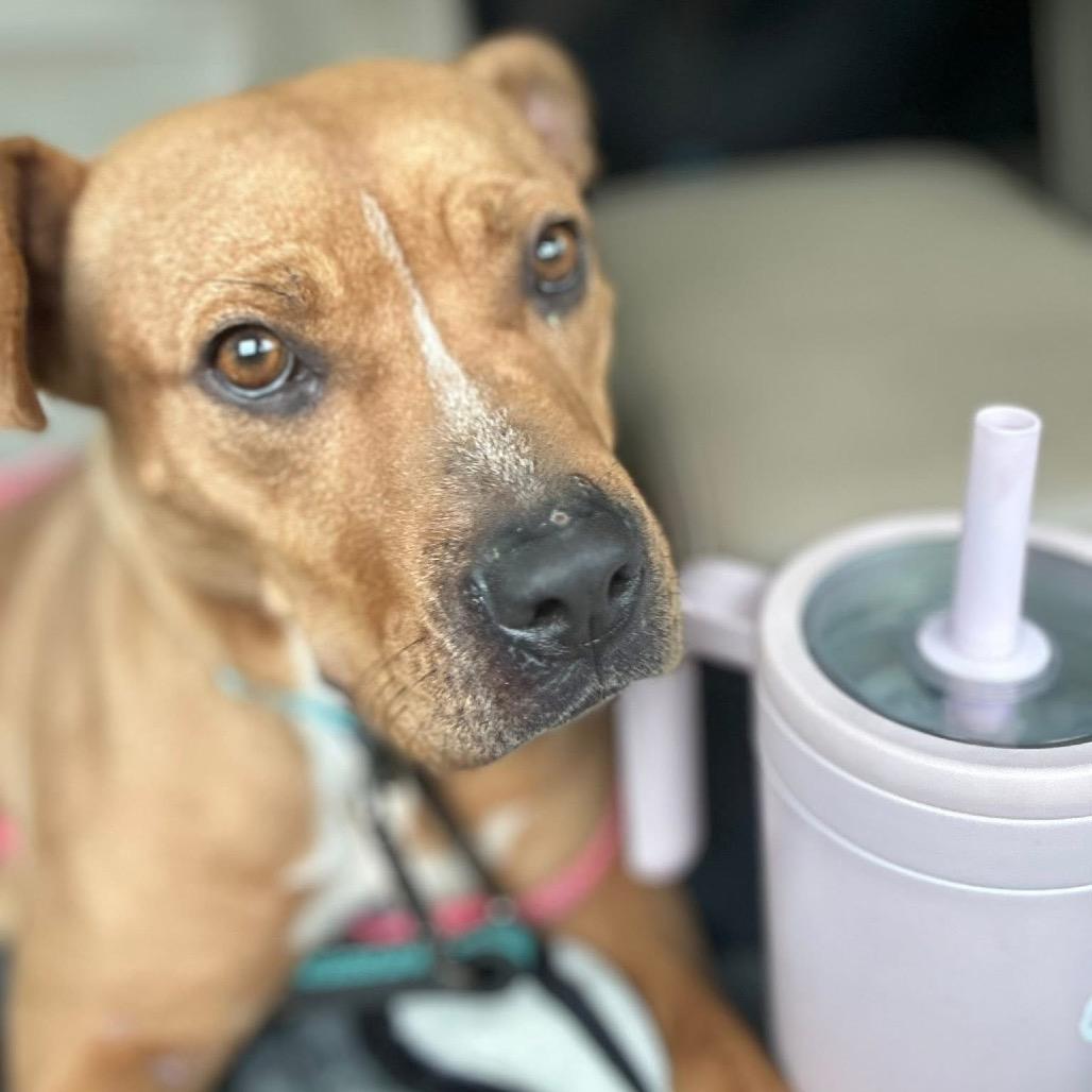 Trinity Rodman, Adoptable, Young Female Mixed Breed.