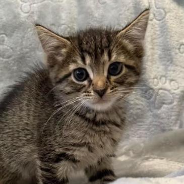 Enlarge Tessa, a Adoptable Domestic Short Hair in Coralville, IA image 1/2