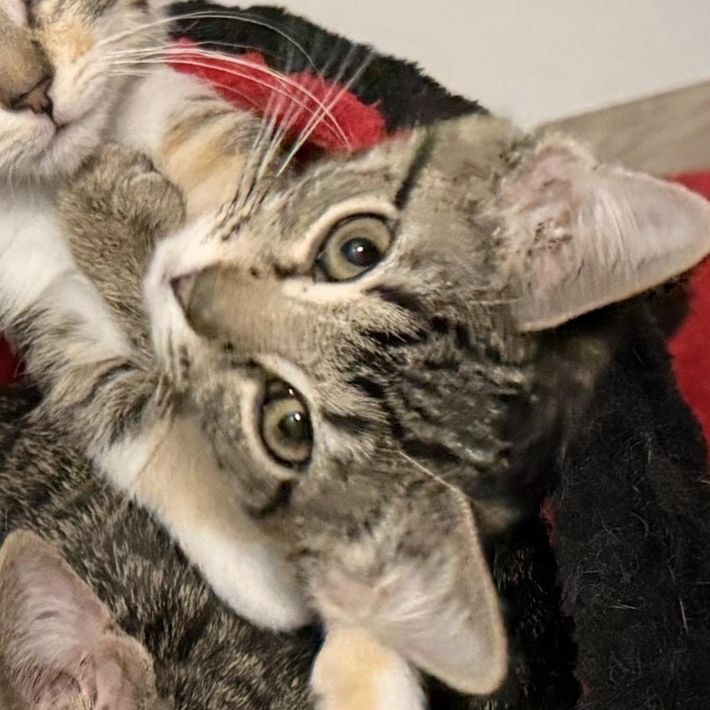 Enlarge Tessa, a Adoptable Domestic Short Hair in Coralville, IA image 2/2