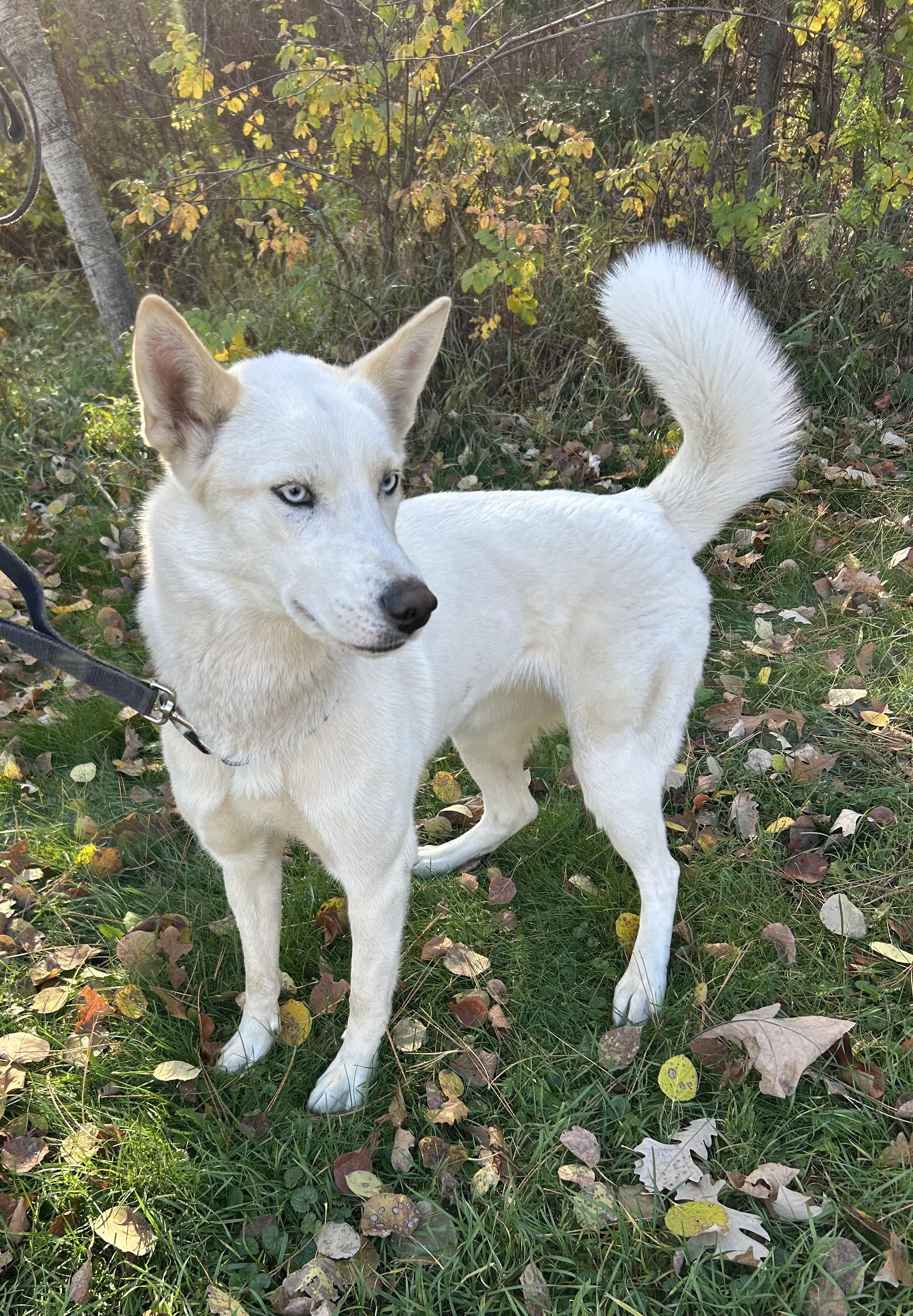 Statice, Adoptable, Adult Female Husky.