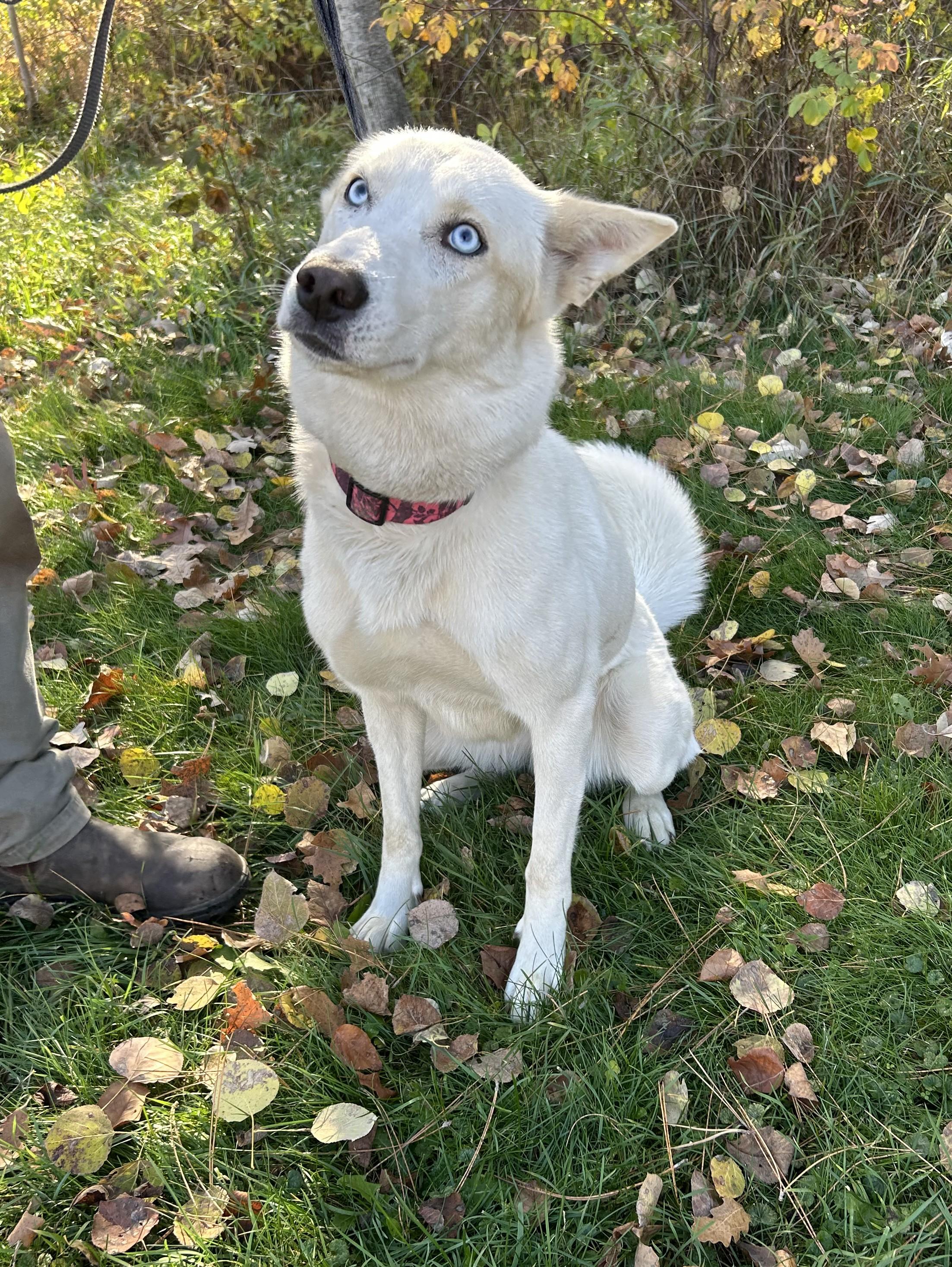 Enlarge Statice, a Adoptable Husky in Brainerd, MN image 2/4